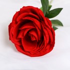 Цветы искусственные "Роза Вивальди" d-7 50 см, красный - Фото 2