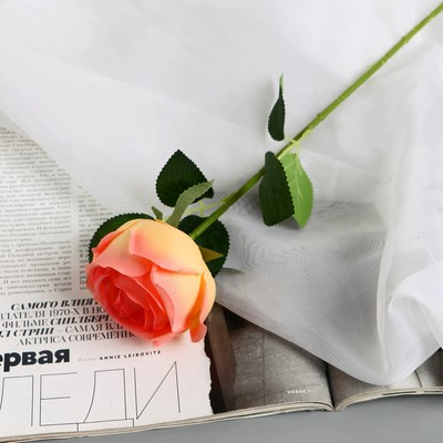 Цветы искусственные «Роза Вивальди», h=50 см, d=7 см, жёлто-розовые