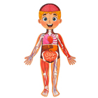 Набор «Моё тело»: мегапазл с обучающей книгой, в пакете - фото 23660135