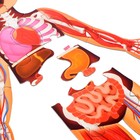 Набор «Моё тело»: мегапазл с обучающей книгой, в пакете - фото 23660136