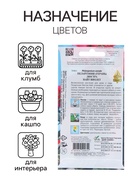 Семена цветов Пеларгония "Люстра Найт виолет", 4 шт 10277589 - фото 16223180