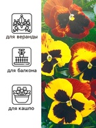 Семена Виола "Африка", ц/п,  0,05 г (комплект 2 шт) - фото 33075142