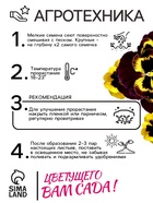 Семена Виола "Африка", ц/п,  0,05 г (комплект 2 шт) - фото 33075143