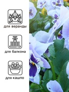 Семена Виола "Барон Морской", ц/п,  F1, 5 шт. 10180953 - фото 16223276