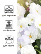 Семена Виола "Белый бархат", ц/п,  F1, 5 шт. 10180963 - фото 16821971