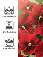 Семена Виола "Вечерняя заря", ц/п,  0,05 г (комплект 2 шт) - фото 33075148