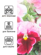 Семена Виола "Клубничка", ц/п,  F1, 5 шт. 10180965 - фото 16261359