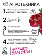 Семена Виола "Клубничка", ц/п,  F1, 5 шт. 10180965 - фото 16261360