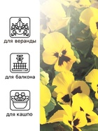 Семена Виола "Майя Виттрока", ц/п,  0,05 г (комплект 2 шт) - фото 33075151