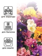 Семена Виола "Махровое кружево", триколор, F1, 4 шт - фото 808621059