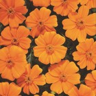 Семена Бархатцы "Танго", оранжевый, 7 шт. - фото 321395621