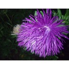 Семена Астра "Гремлин", темно-фиолетовая - фото 321395629