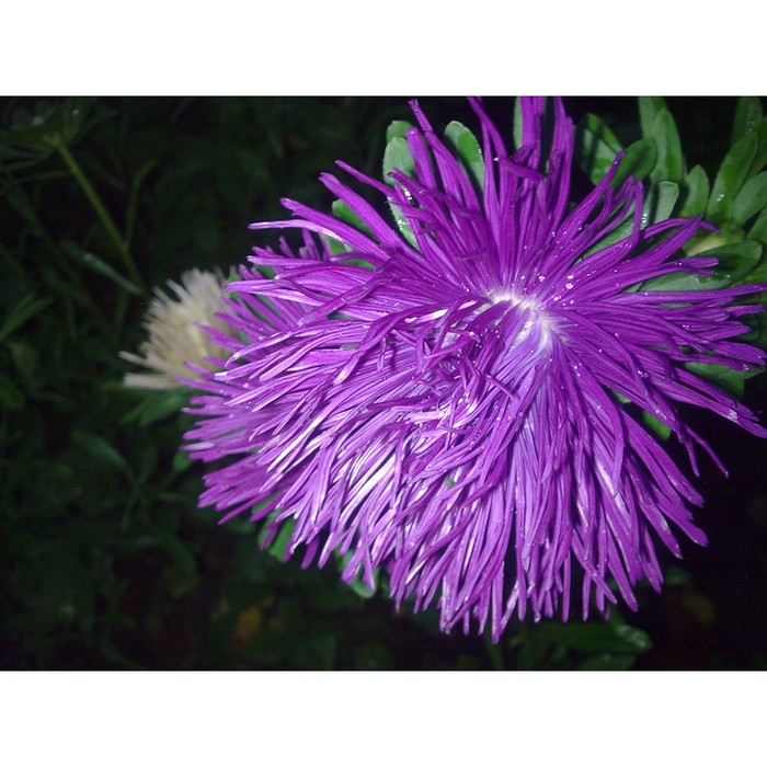 Семена Астра "Гремлин", темно-фиолетовая - Фото 1