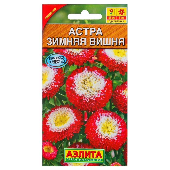 Астра зимняя вишня фото