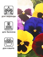 Семена Виола "Варьете", F1, 10181415 - фото 16261375