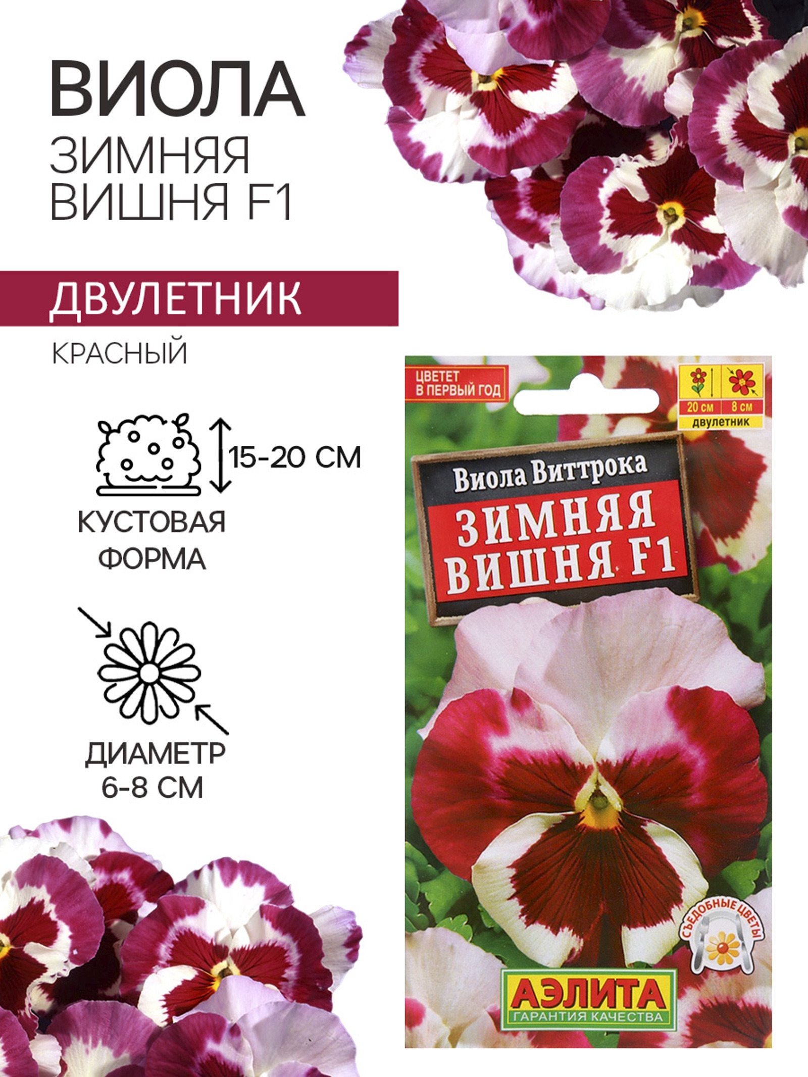 Виола зимняя вишня. Виола зимняя вишня