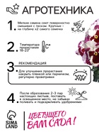 Семена Виола "Зимняя вишня", F1, - фото 33075203