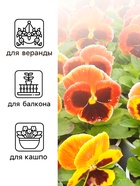 Семена Виола "Кан Кан", F1, 10181419 - фото 16353560