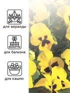 Семена Виола "Матрикс", F1, желтая - фото 33128588