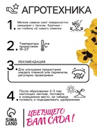 Семена Виола "Матрикс", F1, желтая - фото 33128589