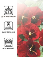 Семена Виола "Матрикс", F1, красная - фото 33075209