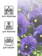 Семена Виола "Матрикс" , F1, синяя - фото 33075212