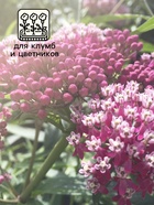 Семена Ваточник "Карминно-розовый", ц/п,  0,03 г - фото 33075285