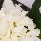 Цветы искусственные «Гортензия элит», h=50 см, d=18 см, белые - Фото 2