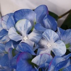 Цветы искусственные «Гортензия элит», h=50 см, d=16 см, голубые - Фото 3