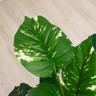 Дерево искусственное «Филодендрон конго», h=80 см - Фото 2