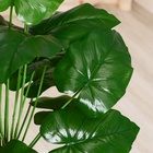 Дерево искусственное «Алоказия», h=74 см - Фото 3