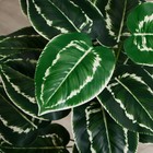 Дерево искусственное «Калатея пёстрая», h=80 см - Фото 2