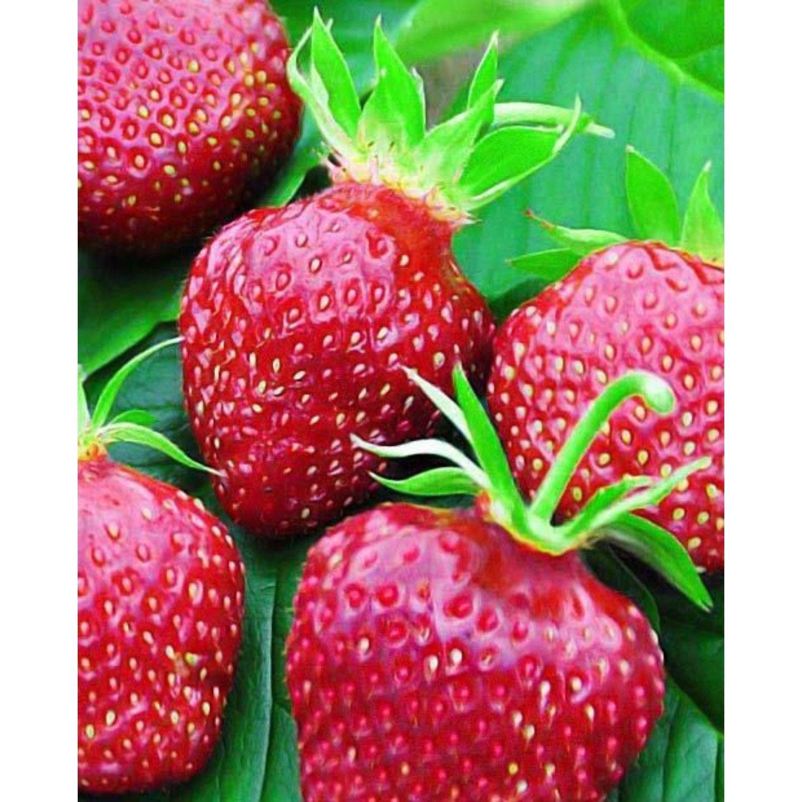 Рассада клубника Моллинг. 16 саженцев+ запас - купить по выгодным ценам в интерн