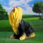 Садовая фигура из гипса «Йоркширский терьер», 35×20×30 см - Фото 3