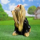 Садовая фигура из гипса «Йоркширский терьер», 35×20×30 см - Фото 6