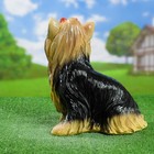 Садовая фигура из гипса «Йоркширский терьер», 35×20×30 см - Фото 7