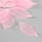 Листья скелетированные для творчества "Светло-розовые" набор 20 шт h=6-6,5 см - фото 26667541