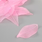 Листья скелетированные для творчества "Розовые" набор 20 шт h=6-6,5 см - фото 3847935