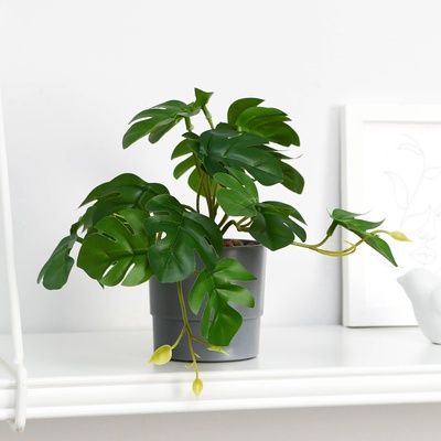 Бонсай в горшке «Монстера мини галант», 7.5×16 см