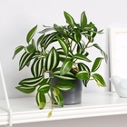 Искусственный цветок в горшке «Традесканция расписная», 7.5×16 см - Фото 1