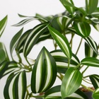 Искусственный цветок в горшке «Традесканция расписная», 7.5×16 см - Фото 3