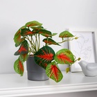 Искусственный цветок в горшке «Каладиум колор галант», 7.5×16 см - Фото 1