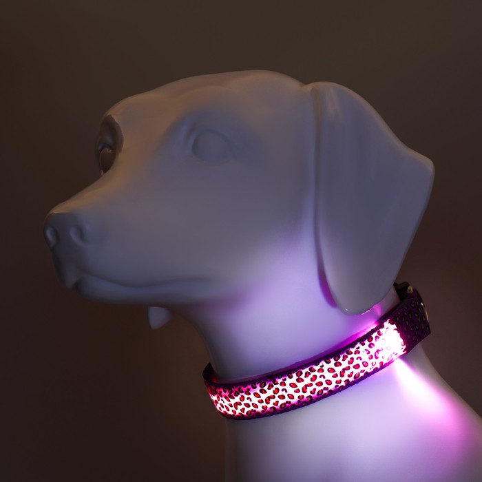 Ошейник с подсветкой Леопард 3 режима свечения, размер L, ОШ 48-60 х 2,5 см фиолетовый