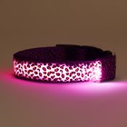 Ошейник с подсветкой Леопард 3 режима свечения, размер L, ОШ 48-60 х 2,5 см фиолетовый - Фото 4