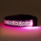 Ошейник с подсветкой Леопард 3 режима свечения, размер L, ОШ 48-60 х 2,5 см фиолетовый - Фото 10