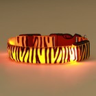 Ошейник с подсветкой Тигр 3 режима свечения, размер L, ОШ 48-60 х 2,5 см оранжевый - фото 9420294