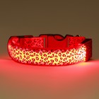 Ошейник с подсветкой Леопард 3 режима свечения размер S, ОШ 22-40 х 2,5 см красный - фото 9420348
