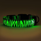 Ошейник с подсветкой Тигр 3 режима свечения размер S, ОШ 22-40 х 2,5 см зелёный - фото 9420382