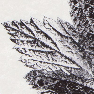 Коврик для ванной «Этель» Natural print, 57×57±2 см, велюр