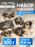 Набор ракушек с перламутром, 3 - 6 см, 100 г - Фото 1